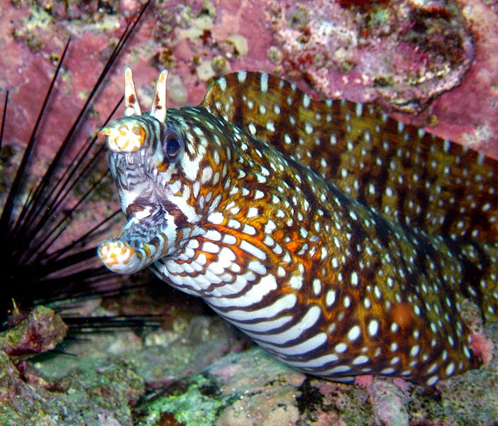 File:Dragon Eel (Enchelycore pardalis).jpg