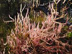 Miniatura para Drosera binata