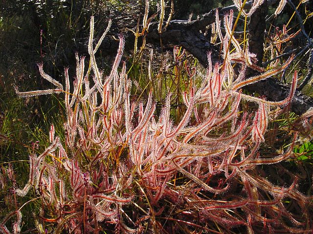 Description de l'image Drosera_binata.jpg.