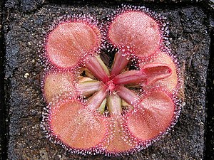 Drosera falconeri Darwiniana.jpg