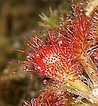 Drosera kaieteurensis (2). 
 jpg