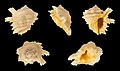 * Nomination Shell of a Digitate Drupe, Drupina grossularia --Llez 07:14, 14 December 2020 (UTC) * Promotion  Support Good quality.--Famberhorst 07:17, 14 December 2020 (UTC)