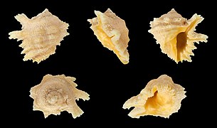Drupina grossularia (Digitate Drupe), shell