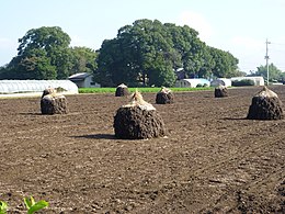 Peanut fields in Yachimata