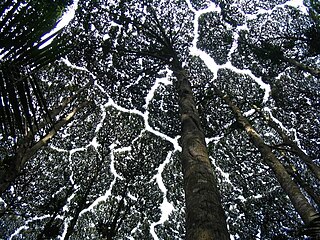 <span class="mw-page-title-main">Crown shyness</span> Phenomenon in which the crowns of fully stocked trees do not touch each other