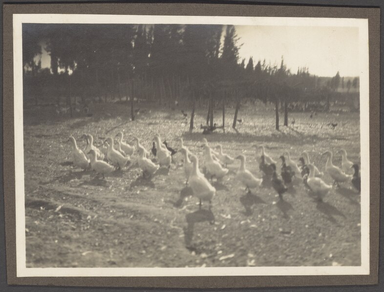 File:Ducks in a field, NINO F Scholten photographic print 18 257.tiff