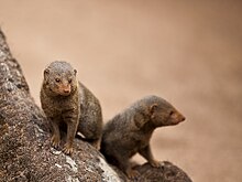 Dwarf mongoose - Adelaide zoo.jpg