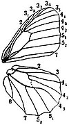 EB1911 Lepidoptera - Neuration of Wings in Pararge.jpg