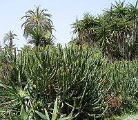 Euphorbia ledienii
