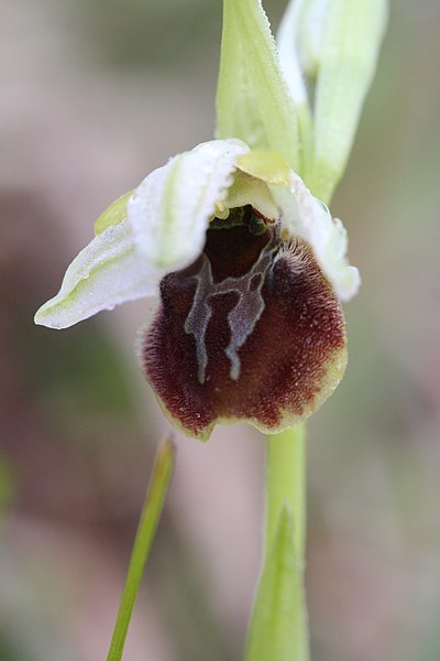 File:Early-Spider Orchid - Ophrys sphegodes - panoramio (32).jpg