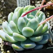 Echeveria elegans - 1.png