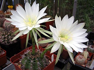 <i>Echinopsis albispinosa</i> Species of cactus