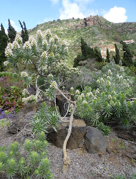 File:Echium aculeatum kz2.JPG