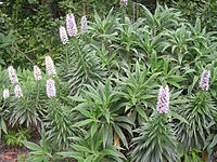 Echium virescens