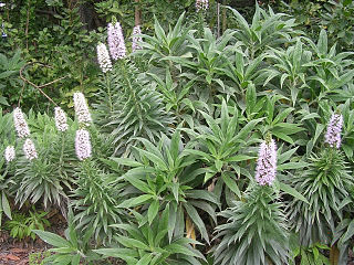 <i>Echium virescens</i> Species of flowering plant