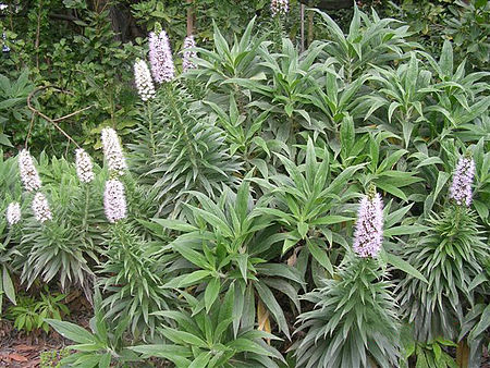 Echium virescens0.jpg