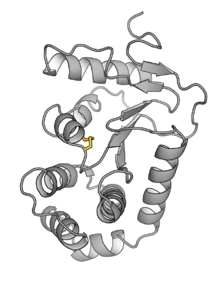 Ecoli DsbA 1A2M.png