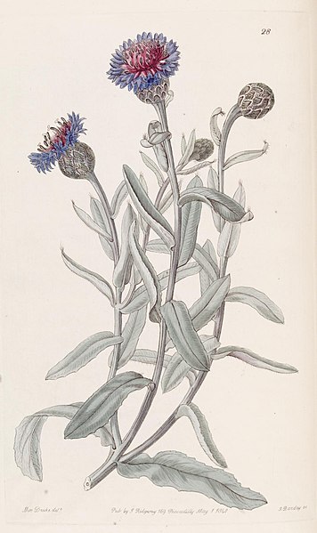 File:Edwards's botanical register (Plate 28) (8387212558).jpg