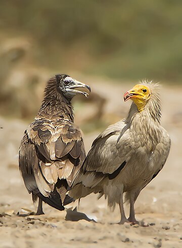 File:Egyptian Vultures - Immature(L) and Adult (R).jpg