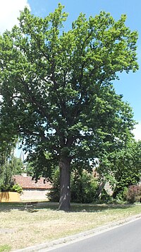 Oak in Gerbisbach 1.JPG