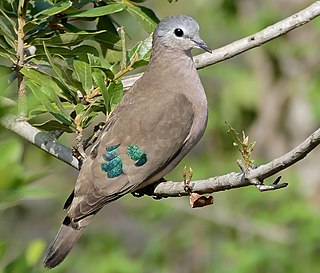 <span class="mw-page-title-main">Emerald-spotted wood dove</span> Species of bird