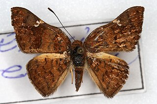 <i>Emesis emesia</i> Species of butterfly
