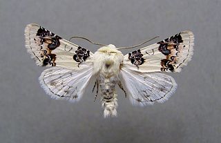 <i>Enterpia laudeti</i> Species of moth