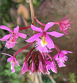 Epidendrum baumannianum (10909648573). 
 jpg