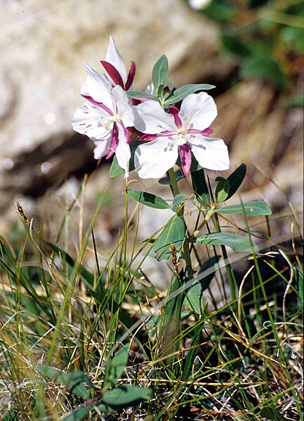 File:Epilobium latifolium album 2001-07-15.jpg