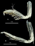 Miniatuur voor Bestand:Epimeria (Pseudepimeria) callista (10.5852-ejt.2017.359) Figure 263.jpg