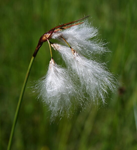 File:Eriophorum angustifolium 1.jpg