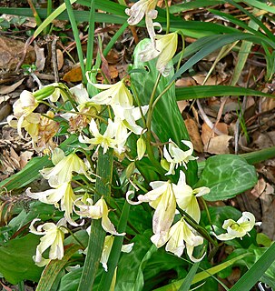 <i>Erythronium californicum</i> Species of flowering plant