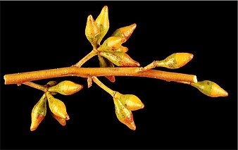 flower buds Eucalyptus fruticosa buds.jpg