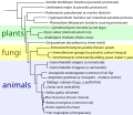 Eukaryotic phylogenetic tree.