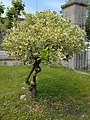 Euonymus japonicus Aureo-marginatus Evónimo