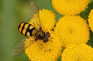 <i>Eupeodes latifasciatus</i> Species of fly