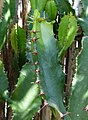 Euphorbia triangularis