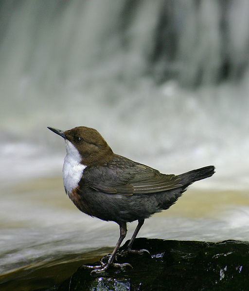 File:Eurasian White-fronted Dipper, C cinclus.JPG