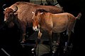 Espèces menacées réintroduites : Bison européen et cheval de Przewalski[16]