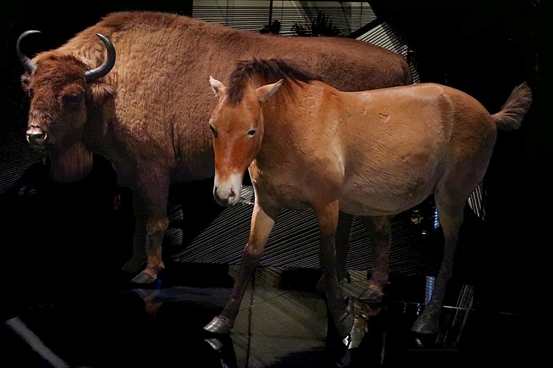 File:European bison, Przewalski's horse.Musée des Confluences.Lyon.jpg