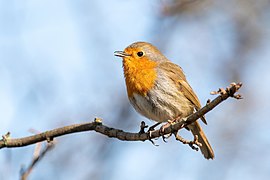 Rouge gorge familier Wikip dia