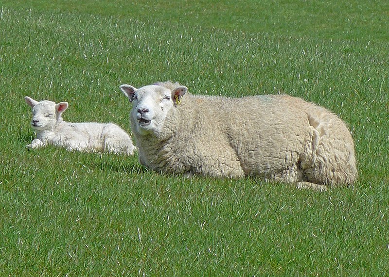 File:Ewe and lamb (26509053325).jpg