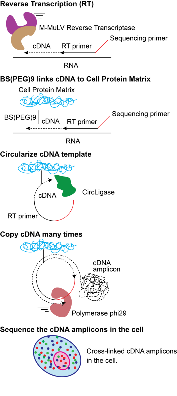 Fluorescent In Situ Sequencing Wikiwand