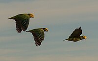 Gelbbauch- oder Goldbauchamazone (Alipiopsitta xanthops)