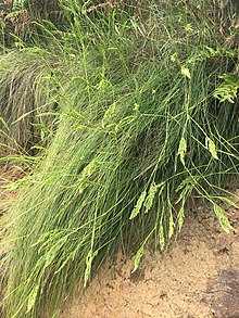 Festuca petraea-bloom.jpg