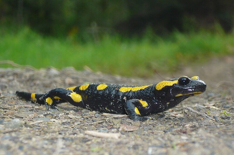 File:Feuersalamander sauerland.JPG