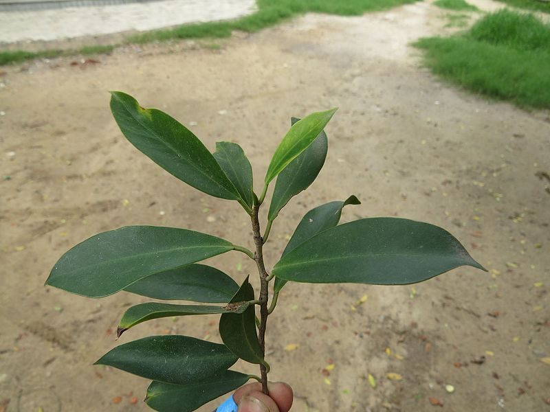 File:Ficus retusa at National Zoological Park Delhi - Visit during WCI 2016 (3).jpg