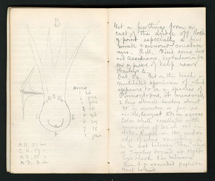 File:Field notes, 1871 (Pages 18 and 19) BHL45850461.jpg