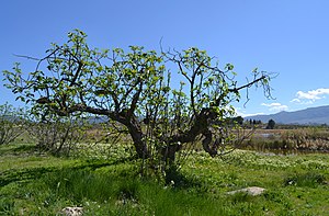 Figuera a l'albufera de Gaianes.JPG