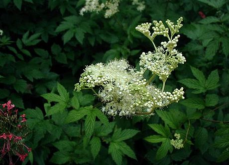 Filipendula ulmaria